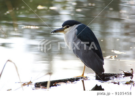 ゴイサギ水辺斜め左向き 9105458