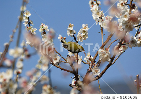 梅に鶯 9105608