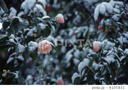 雪の中の椿 9105831