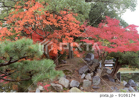 紅葉 9106174