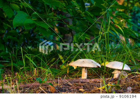 White Mushrooms White Mushrooms 9106194
