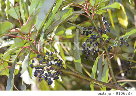 ユズリハの実 9106537