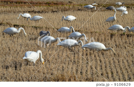 田んぼで餌を啄む白鳥 田んぼで餌を啄む白鳥 9106629
