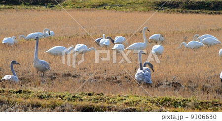 田んぼで餌を啄む白鳥 9106630