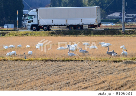 田んぼで餌を啄む白鳥 田んぼで餌を啄む白鳥 9106631