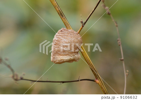 蟷螂の卵鞘 蟷螂の卵鞘 9106632