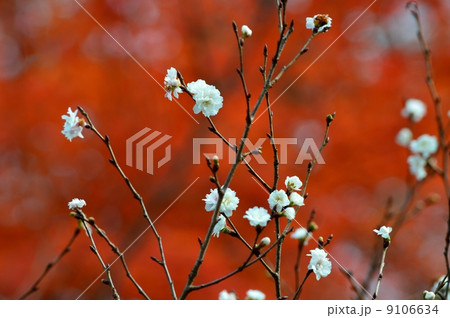 紅葉を背景に十月桜 紅葉を背景に十月桜 9106634