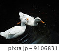 あひる 9106831