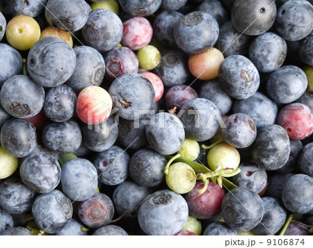 ごろごろシリーズ ブルーベリー ごろごろシリーズ ブルーベリー 9106874