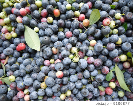 ごろごろシリーズ ブルーベリー ごろごろシリーズ ブルーベリー 9106877