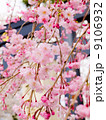 松陰神社の桜 9106932