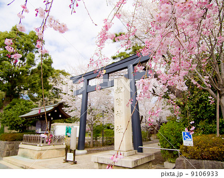 松陰神社の桜 9106933