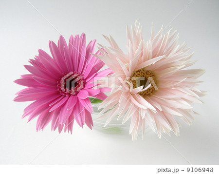 ピンクのガーベラ 9106948