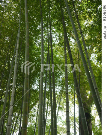 竹林の小径 竹林の小径 9106996