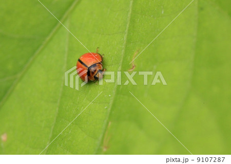 生き物　昆虫　チャイロテントウ 9107287