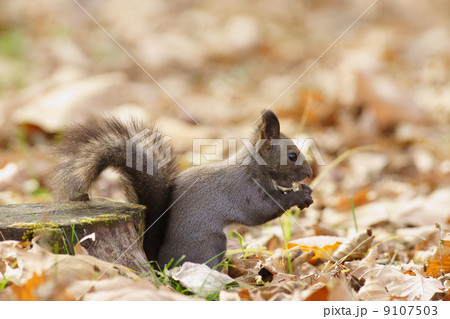 かわいいリス かわいいリス 9107503