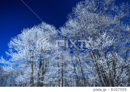 青空と樹氷 9107505