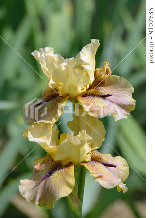 Iris flower 9107635
