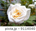 白薔薇 9114040