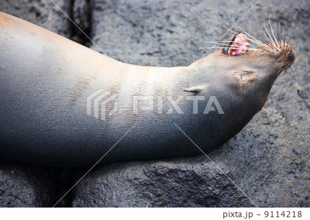 Sea Lion Sea Lion 9114218