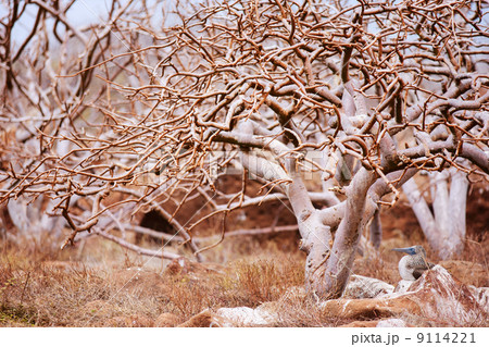 Blue footed booby under the tree Blue footed booby under the tree 9114221