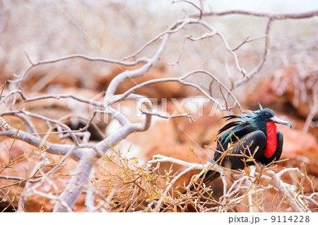 Male magnificent frigatebird Male magnificent frigatebird 9114228