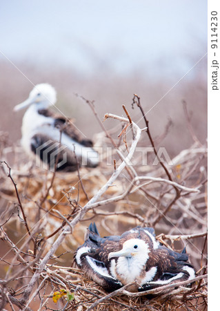 Magnificent frigatebird chicks 9114230