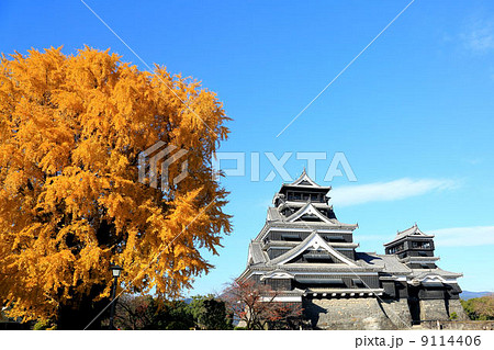 熊本城・銀杏城 9114406