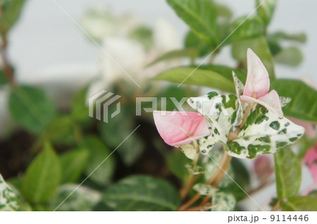 ハツユキカズラ 9114446
