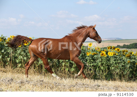 Beautiful horse running in front of sunflowers Beautiful horse running in front of sunflowers 9114530