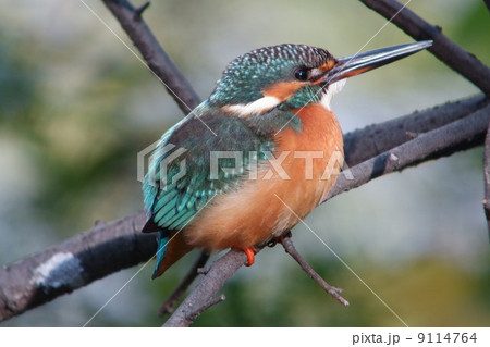 カワセミ 9114764