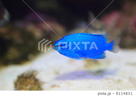 ルリスズメダイ 9114831