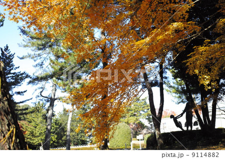 神宮徴古館　紅葉 9114882