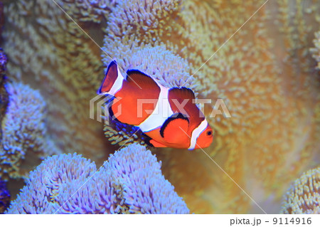 カクレクマノミ 9114916