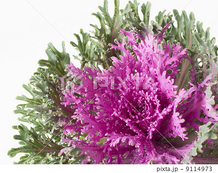 縮れ葉の葉牡丹 9114973