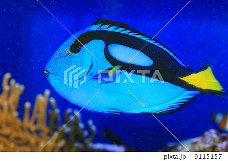 ナンヨウハギ 9115157