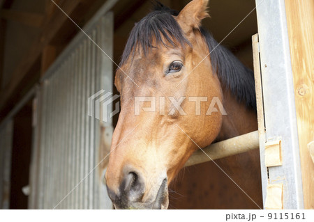 栗毛の馬 栗毛の馬 9115161