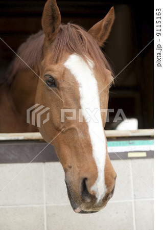 栗毛の馬 栗毛の馬 9115163