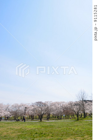 青空バックの公園の桜 9115281