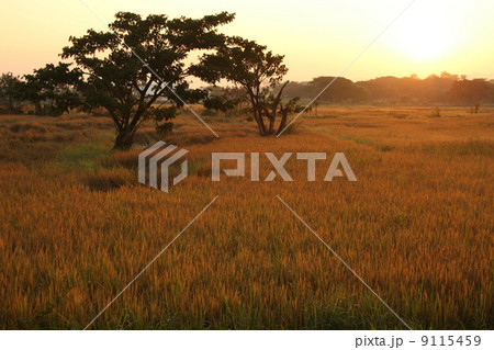 Golden rice field on morning in thailand Golden rice field on morning in thailand 9115459
