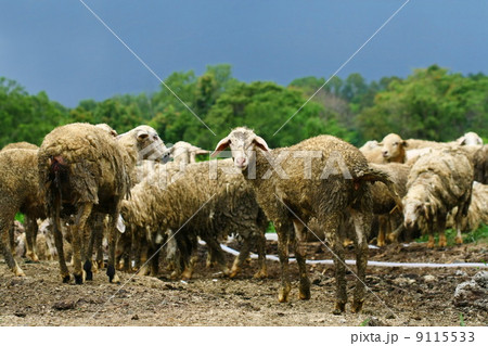 Little lamb 9115533