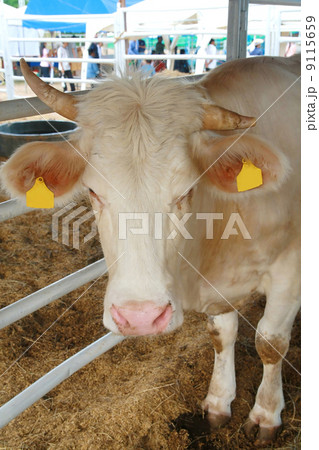 Charolais bull 9115659