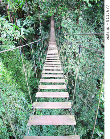 rope bridge on high forest tree , Chiang Mai, Thailand rope bridge on high forest tree , Chiang Mai, Thailand 9115677