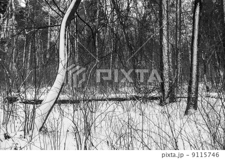 Snow in winter forest. 9115746