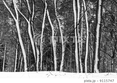 Snow on trees in winter forest. 9115747