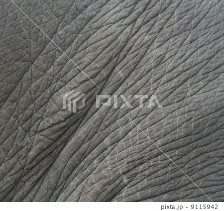 elephant skin textured,Thailand 9115942