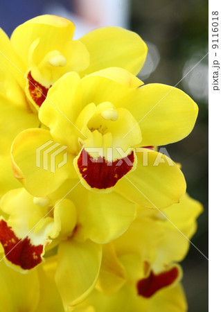 Yellow cymbidium ,orchid Yellow cymbidium ,orchid 9116018