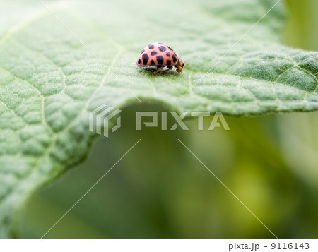 二十八星瓢虫 9116143