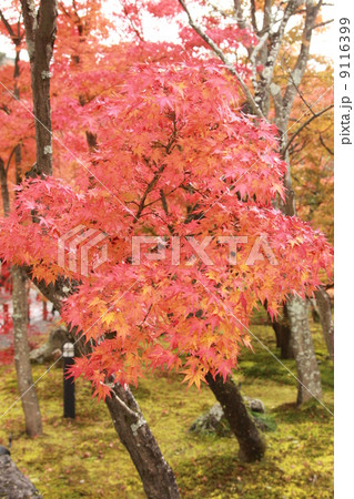 永観堂の紅葉 9116399