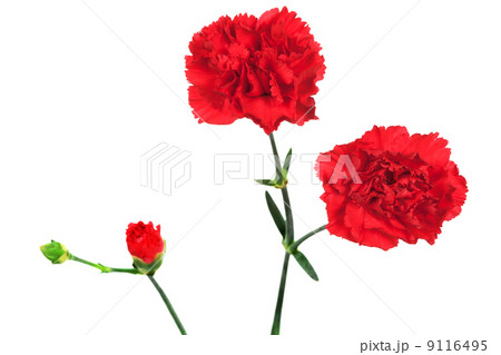 red carnation and bud 9116495